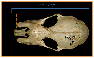 Image of Rhinolophus 2 4b for Mammals of Tanzania identification key