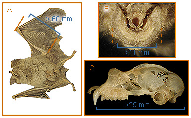 Image of Rhinolophus 2 1a for Mammals of Tanzania identification key