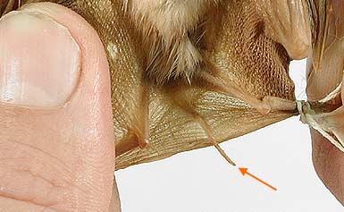 Image of Hippo 2 2a for Mammals of Tanzania identification key