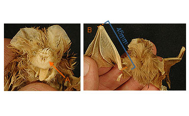 Image of Hippo 2 3a for Mammals of Tanzania identification key