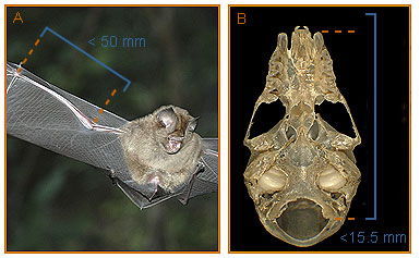 Image of Hipposideros 2 3a for Mammals of Tanzania identification key