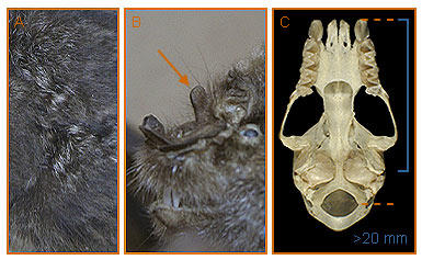 Image of Hipposideros 2 2a for Mammals of Tanzania identification key