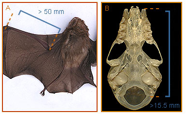 Image of Hipposideros 2 3b for Mammals of Tanzania identification key