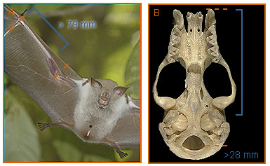 Image of Hipposideros 2 1a for Mammals of Tanzania identification key