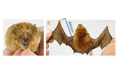 Image of Hippo 2 3b for Mammals of Tanzania identification key