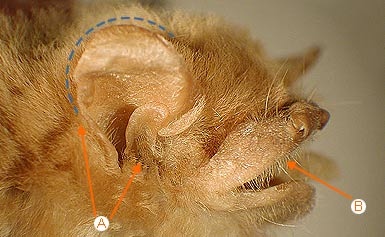 Image of Vespert 2 9a for Mammals of Tanzania identification key