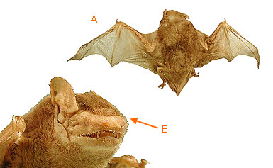 Image of Vespert 2 3a for Mammals of Tanzania identification key