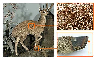 Image of Bovidae 2 25a for Mammals of Tanzania identification key
