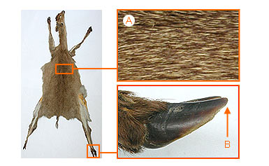 Image of Bovidae 2 25b for Mammals of Tanzania identification key