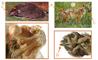 Image of General 2 6b for Mammals of Tanzania identification key