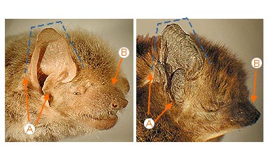 Image of Vespert 2 9b for Mammals of Tanzania identification key