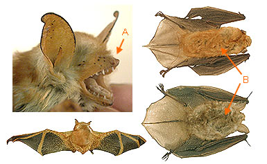 Image of Vespert 2 5a for Mammals of Tanzania identification key