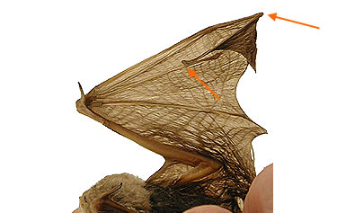 Image of Vespert 2 1b for Mammals of Tanzania identification key