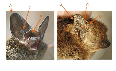 Image of Vespert 2 2b for Mammals of Tanzania identification key