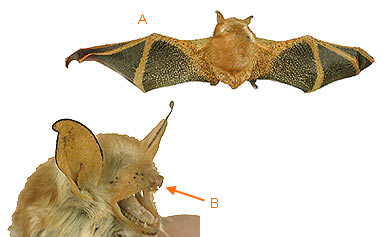 Image of Vespert 2 3b for Mammals of Tanzania identification key
