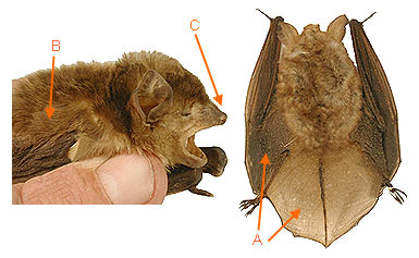 Image of Vespert 2 4b for Mammals of Tanzania identification key