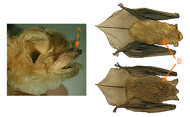 Image of Vespert 2 5b for Mammals of Tanzania identification key