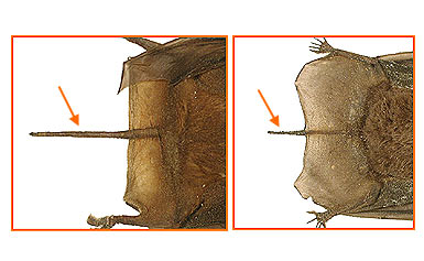 Image of Chiro Micro 2 6b for Mammals of Tanzania identification key