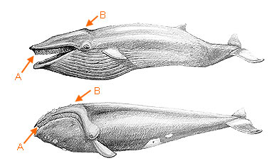 Image of Cetacea 2 1a for Mammals of Tanzania identification key