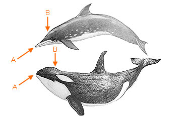 Image of Cetacea 2 1b for Mammals of Tanzania identification key