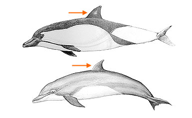 Image of Odontoceti 2 10b for Mammals of Tanzania identification key