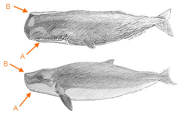 Image of Odontoceti 2 1a for Mammals of Tanzania identification key