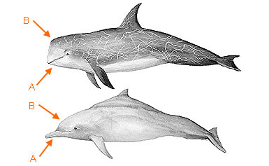Image of Odontoceti 2 1b for Mammals of Tanzania identification key