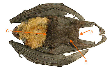Image of Chiro Mega 2 5a for Mammals of Tanzania identification key