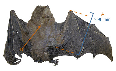Image of Rousettus 2 1b for Mammals of Tanzania identification key