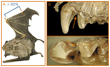Image of Rhinolophus 2 3a for Mammals of Tanzania identification key