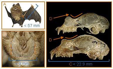 Image of Rhinolophus 2 2b for Mammals of Tanzania identification key