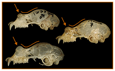 Image of Rhinolophus 2 5b for Mammals of Tanzania identification key