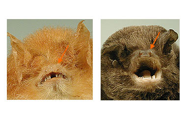 Image of Chiro Micro 2 2b for Mammals of Tanzania identification key