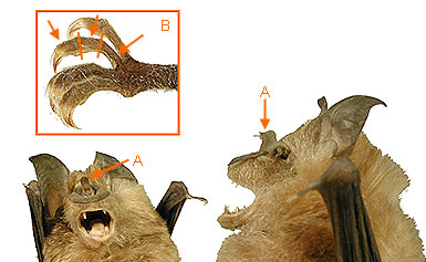 Image of Chiro Micro 2 4a for Mammals of Tanzania identification key