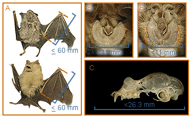Image of Rhinolophus 2 1b for Mammals of Tanzania identification key