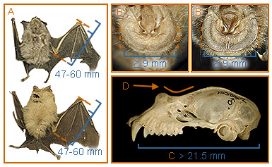 Image of Rhinolophus 2 2a for Mammals of Tanzania identification key