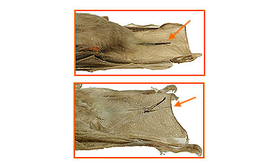 Image of Chiro Micro 2 6a for Mammals of Tanzania identification key