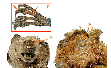 Image of Chiro Micro 2 4b for Mammals of Tanzania identification key