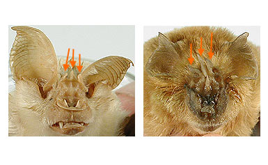 Image of Hippo 2 1a for Mammals of Tanzania identification key