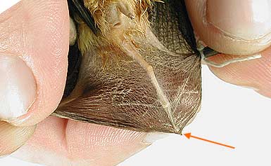 Image of Hippo 2 2b for Mammals of Tanzania identification key