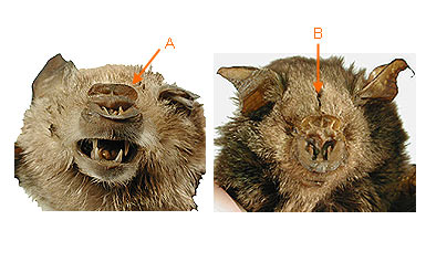 Image of Hippo 2 1b for Mammals of Tanzania identification key