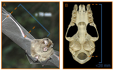 Image of Hipposideros 2 1b for Mammals of Tanzania identification key