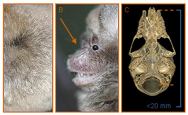Image of Hipposideros 2 2b for Mammals of Tanzania identification key