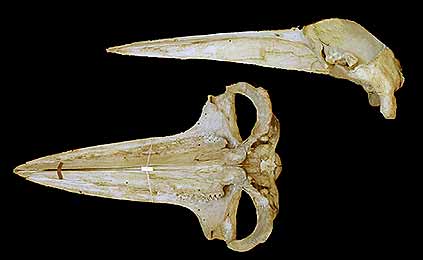 Image of Results 164b for Mammals of Tanzania identification key