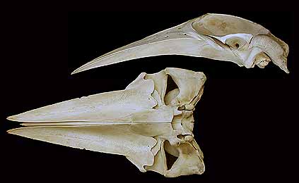 Image of Results 165b for Mammals of Tanzania identification key