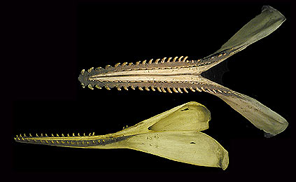 Image of Results 197b for Mammals of Tanzania identification key