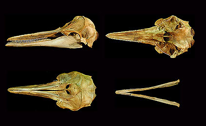 Image of Results 202b for Mammals of Tanzania identification key