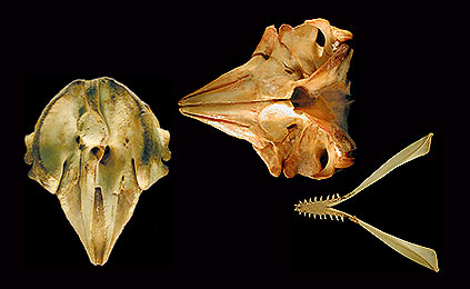 Image of Results 208b for Mammals of Tanzania identification key