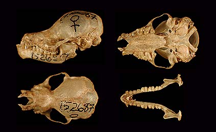 Image of Results 34b for Mammals of Tanzania identification key