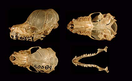 Image of Results 35b for Mammals of Tanzania identification key